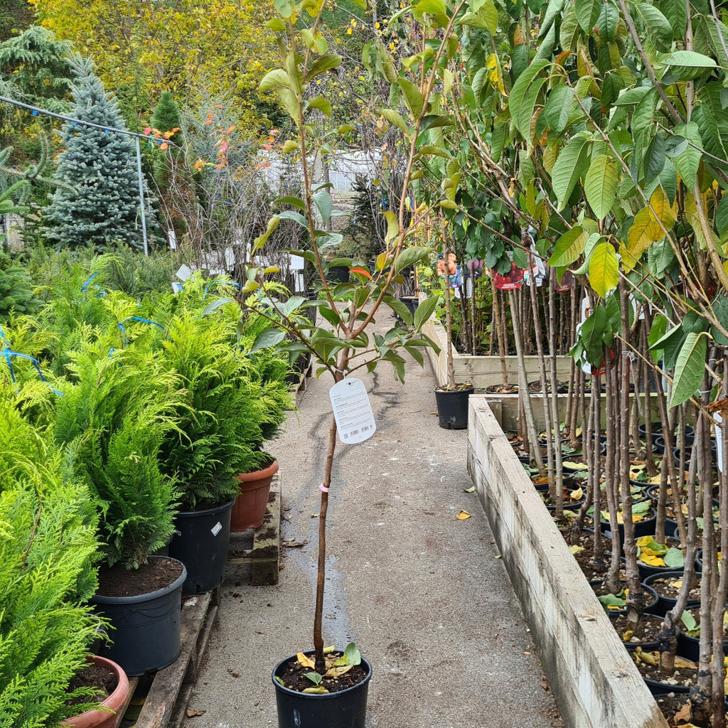 Diospyros Kaki Rojo Briliante, Kaki Rojo