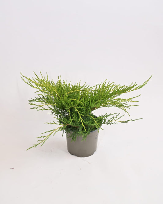 Juniperus Pfitzeriana "Old Gold" - brin