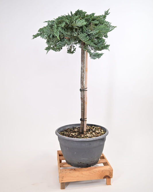 Juniperus Horizontalis "Blue" - Brin na steblu
