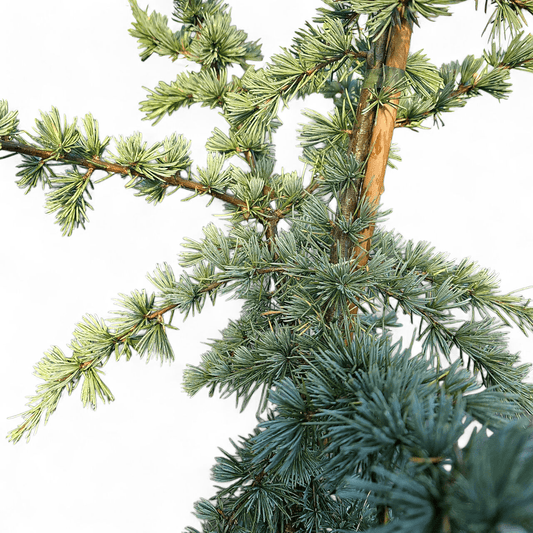 Cedrus Libani Glauca, cedra