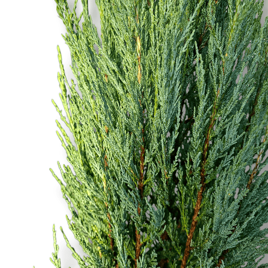 Juniperus Virginia Blue