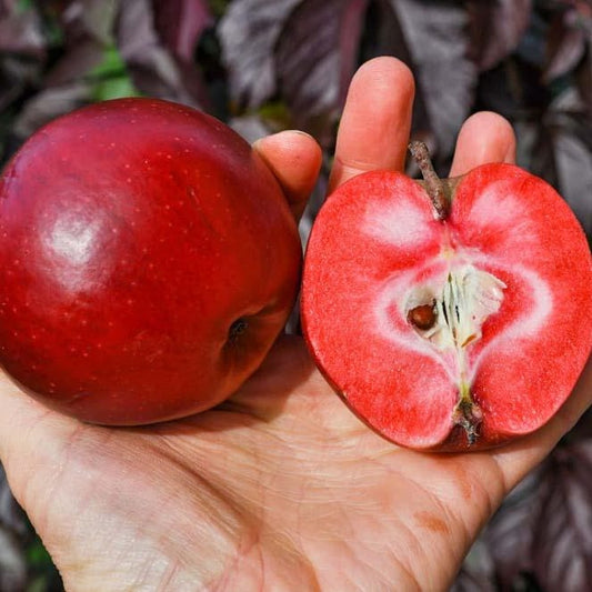 jabolko polpa rosso