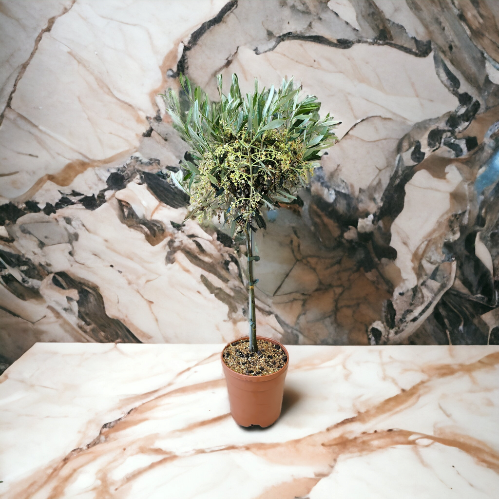 Olea- oljka