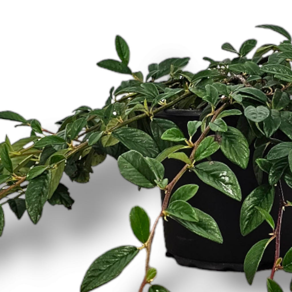 Cotoneaster Hybrid Bella, panešplja