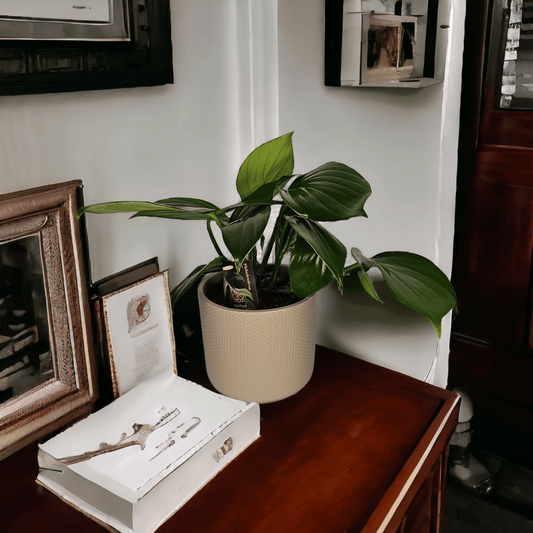 Philodendron Dragon Tail