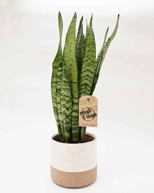 Taščin jezik - Sansevieria zeylanica (snake plant) v loncu