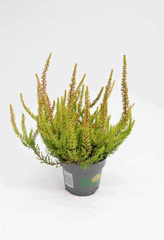 Jesenska resa Calluna vulgaris Agneta