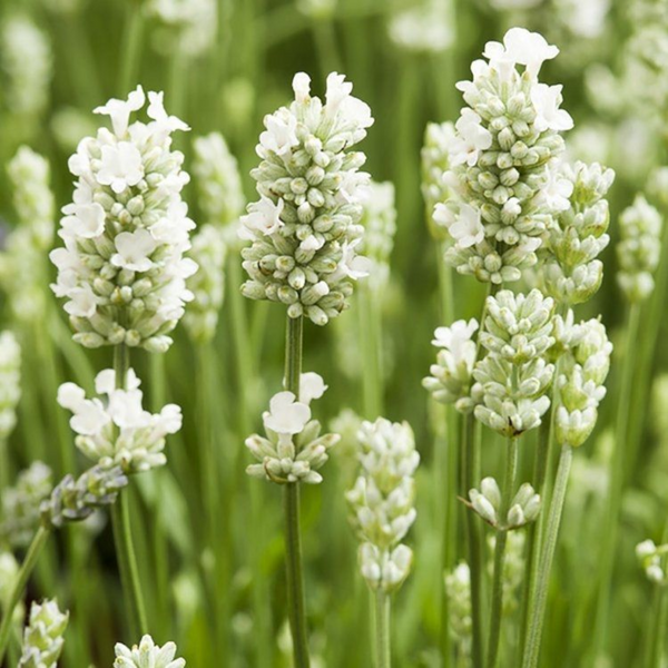 Dišavnica Lavandula Angustifolia Ellegance Ice, Bela sivka