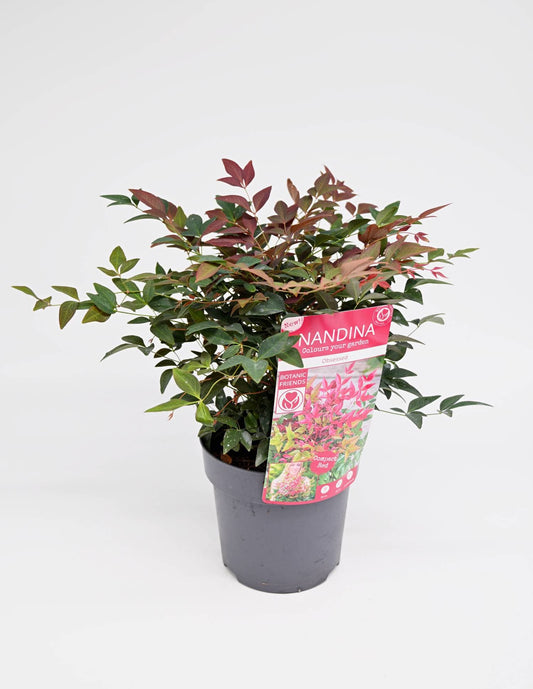 Nandina domestica, Nebeški bambus Compact Red