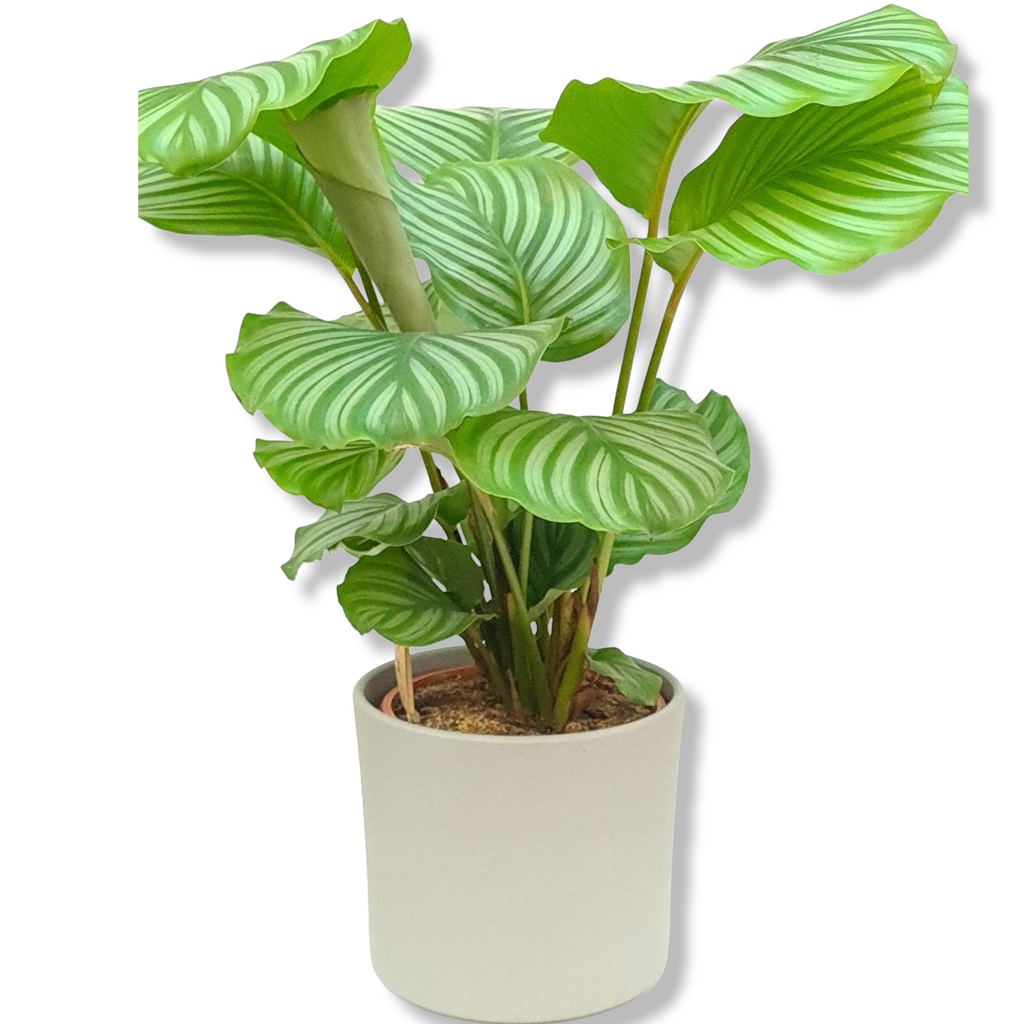 Calathea Orbifolia, kalateja