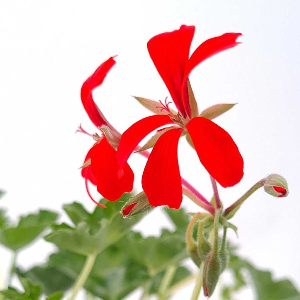 Pelargonium peltatum Belostebeljna bršljanka - Vrtnarski-center, spletna trgovina