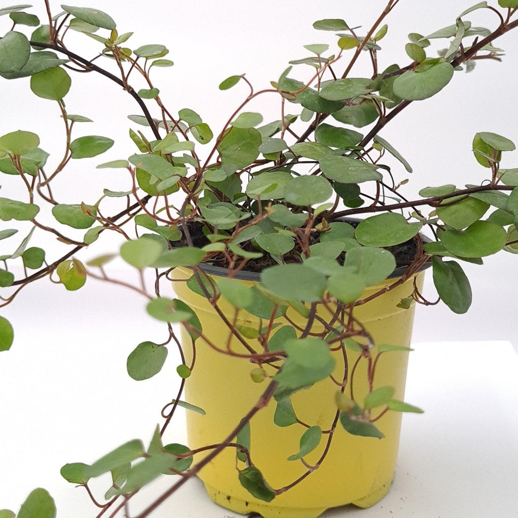 Muehlenbeckia compexa, molembekija - Vrtnarski-center, spletna trgovina