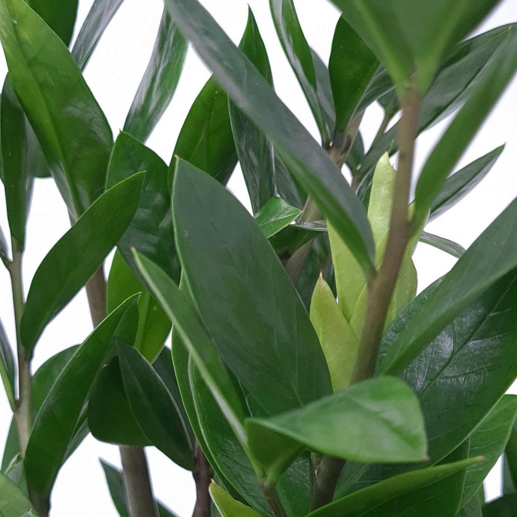 Zamioculcas, Zamia