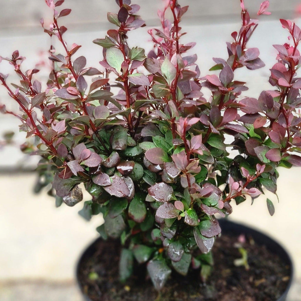 berberis thunbergii češmin