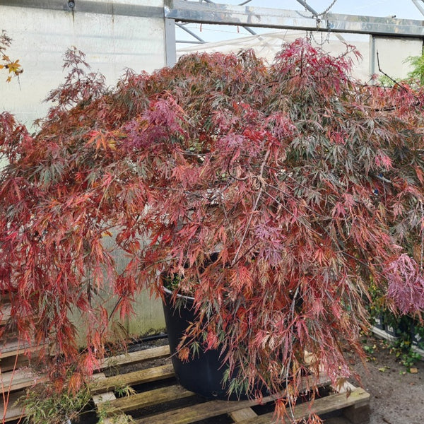 Acer palmatum dissectum atropurpureum Inaba Shidare, Japonski javor