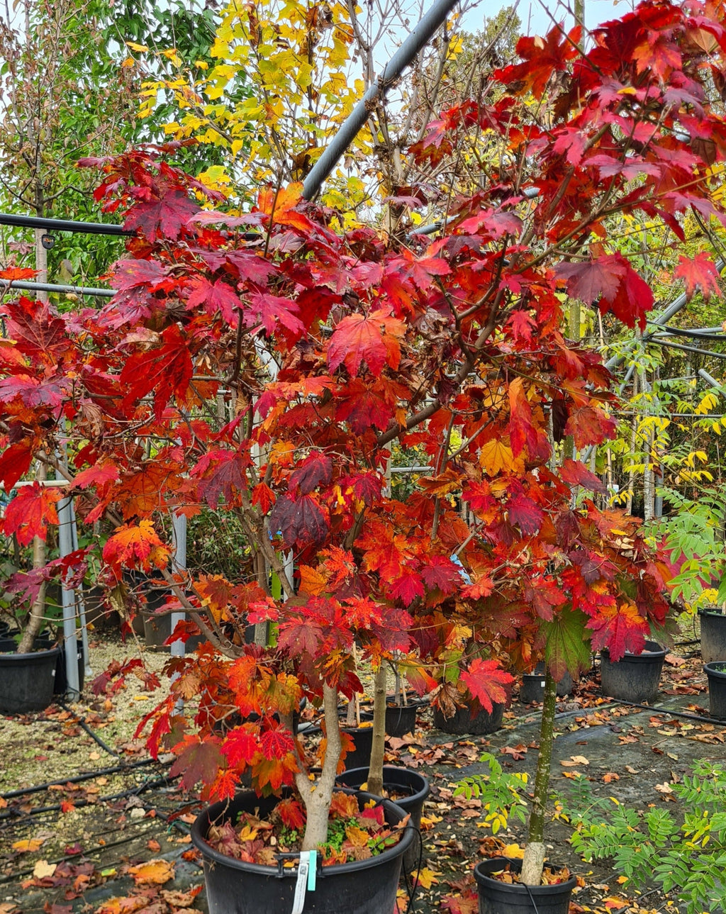 Acer japnicum Vitifolium, Japonski javor