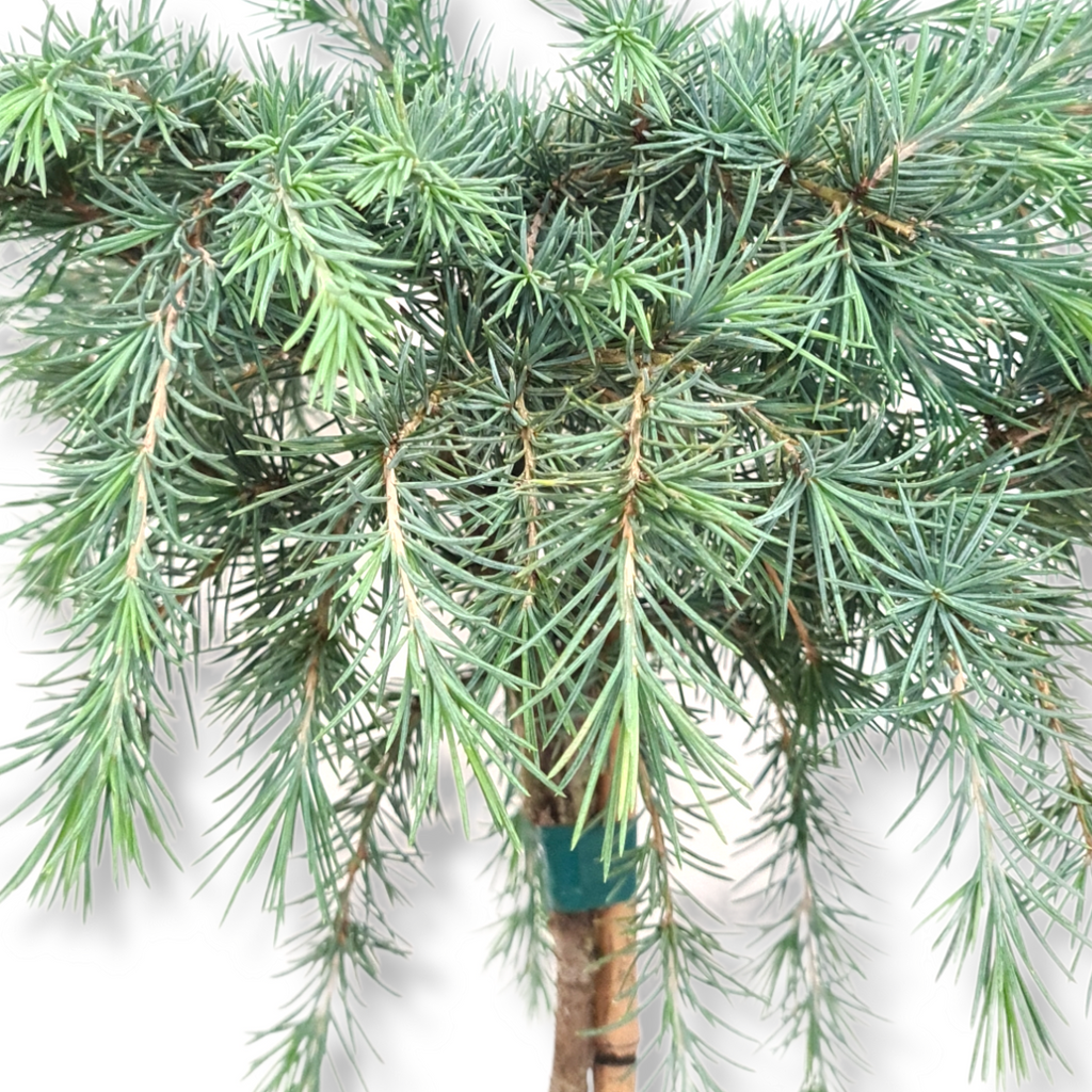 Cedrus deodara Feelin blue, povešajoča cedra