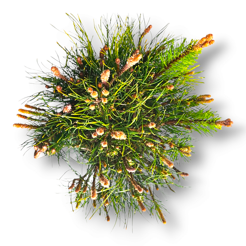 Pinus Mugo pumilio Ruševje bor