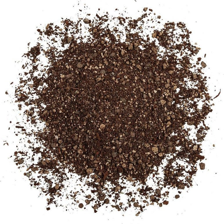 lechuza terra pon
