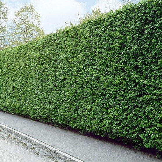 carpinus betulus navadni gaber živa meja