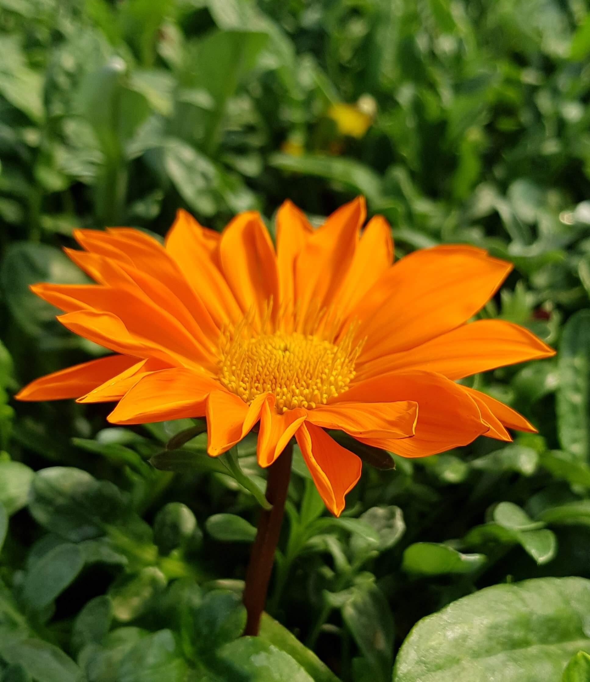 Enoletnice - Vrtnarski-center, spletna trgovina