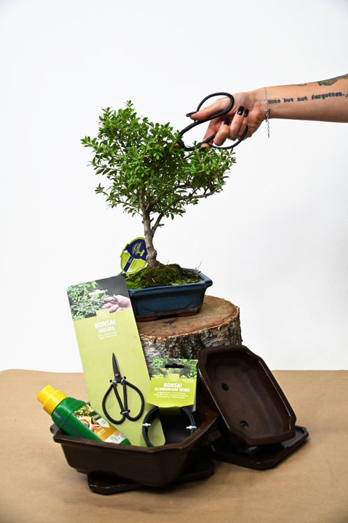 bonsaj, bonsai vzgoja vse za bonsaje