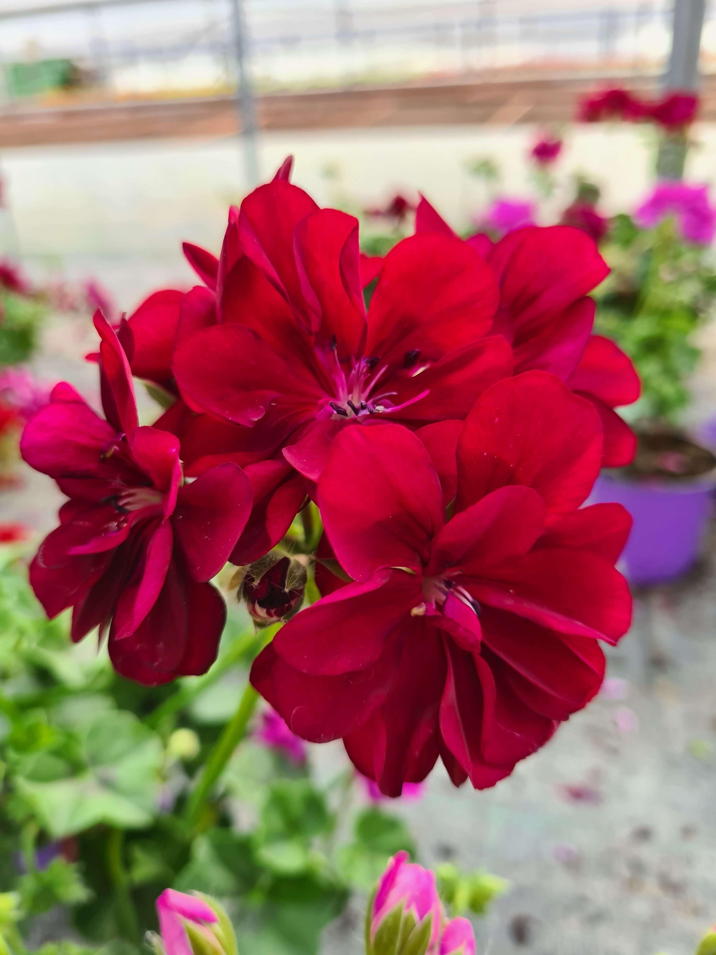 Balkonsko cvetje - Vrtnarski-center, spletna trgovina