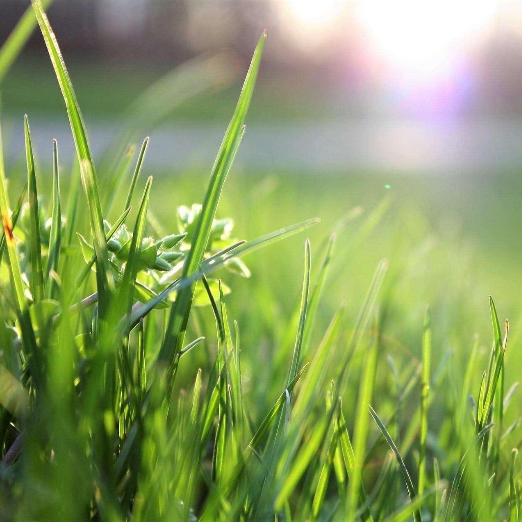 Semena trav - Vrtnarski-center, spletna trgovina