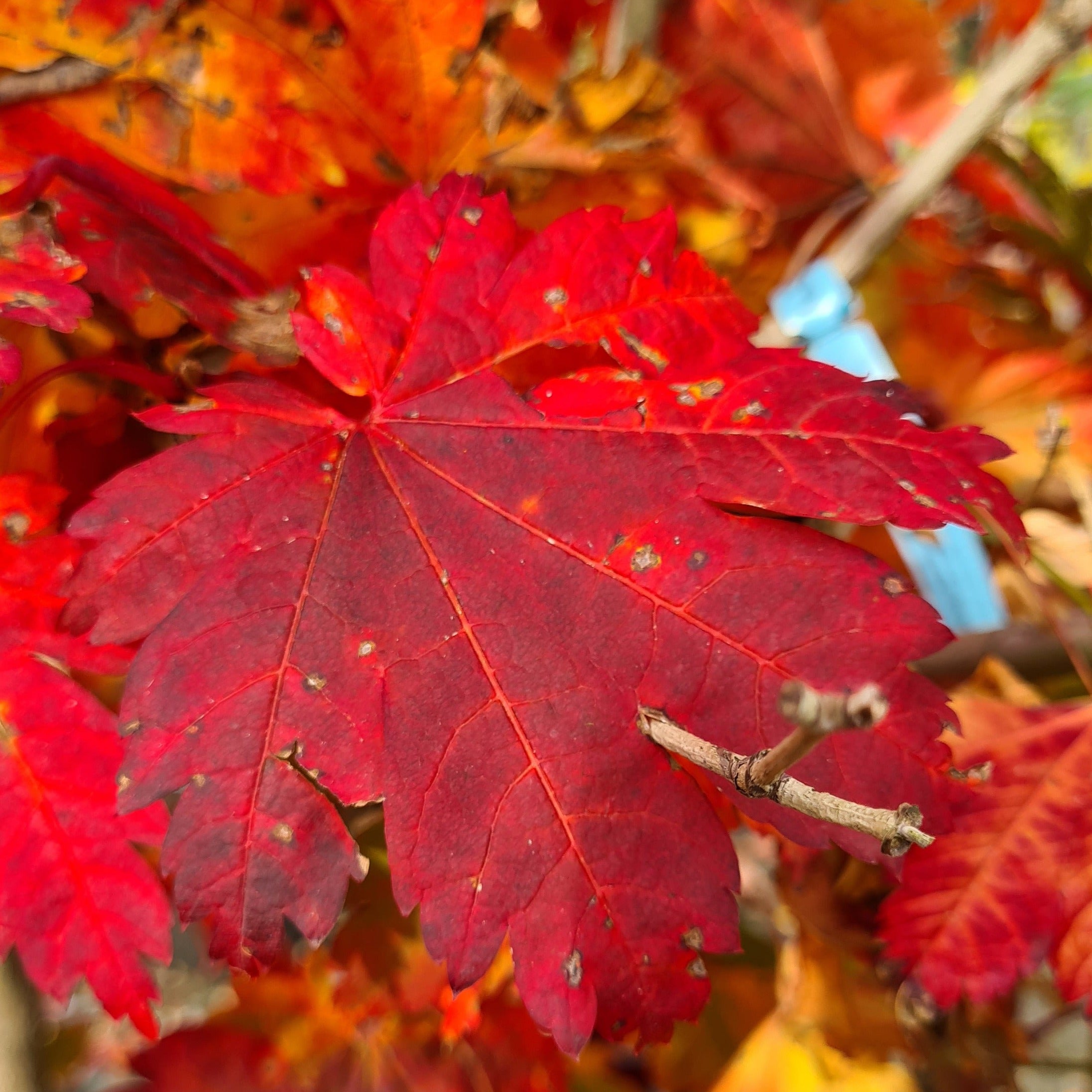 Sadike sadnega drevja