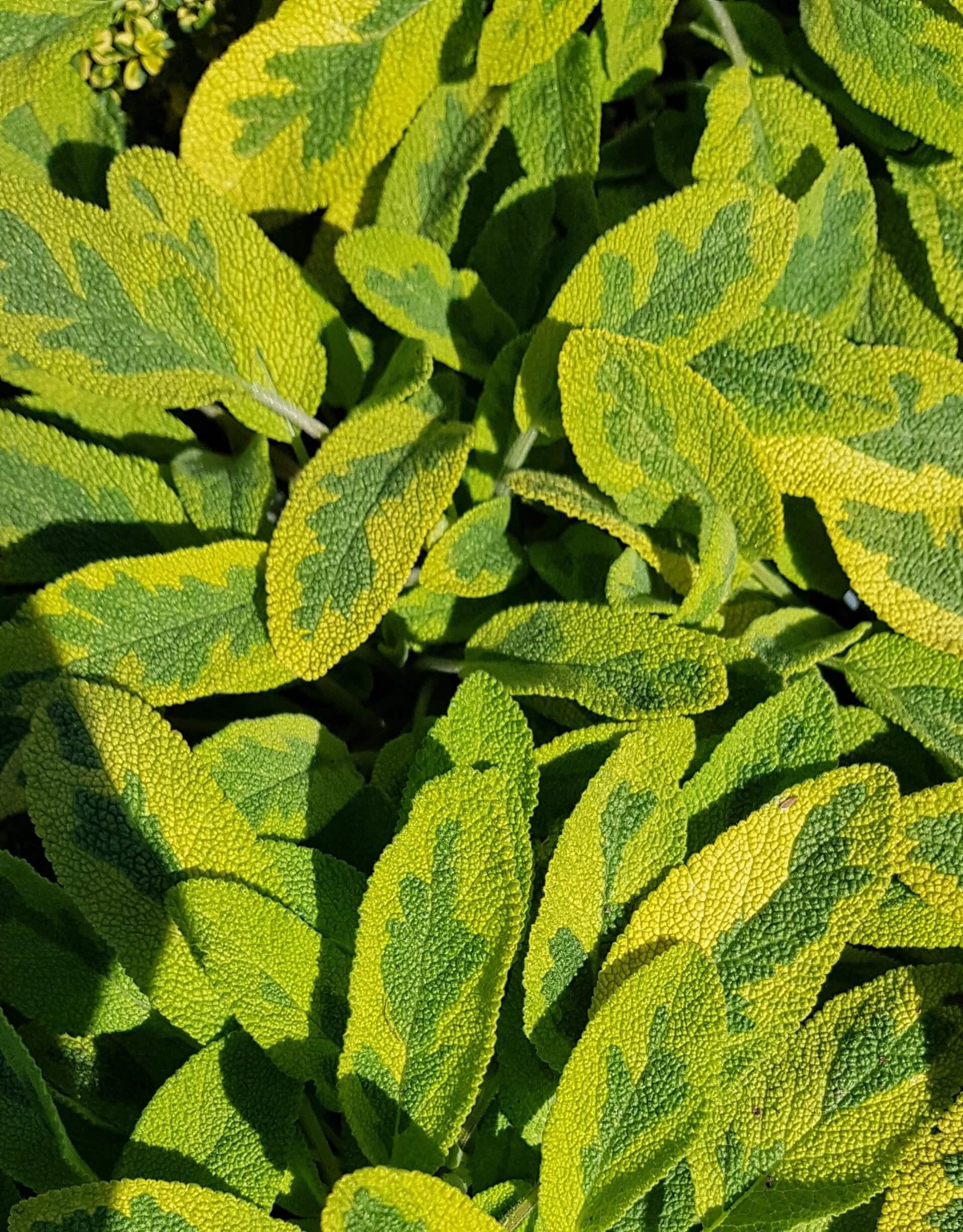 Dišavnice & zelišča - Vrtnarski-center, spletna trgovina