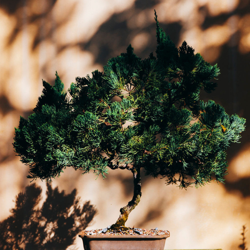 bonsaj, bonsai vzgoja vse za bonsaje