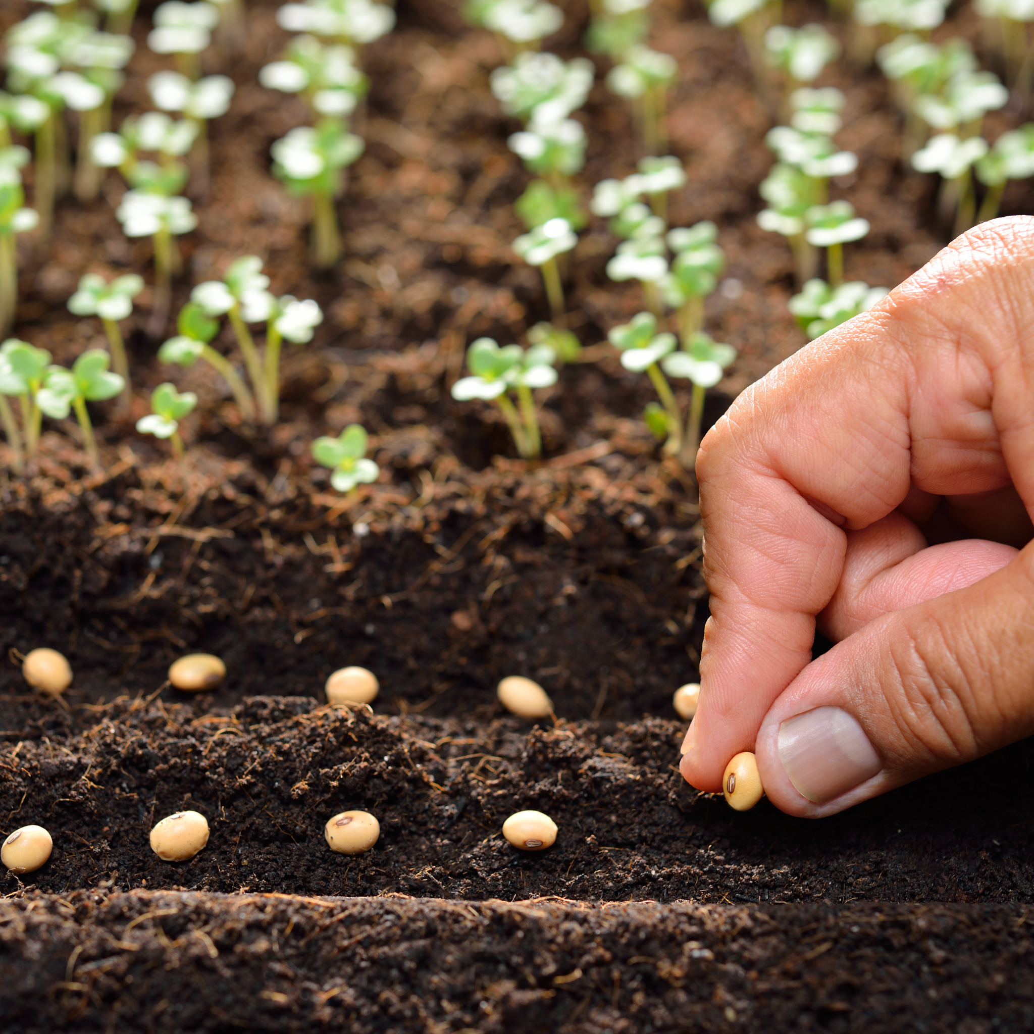 Semena zelenjave in dišavnic