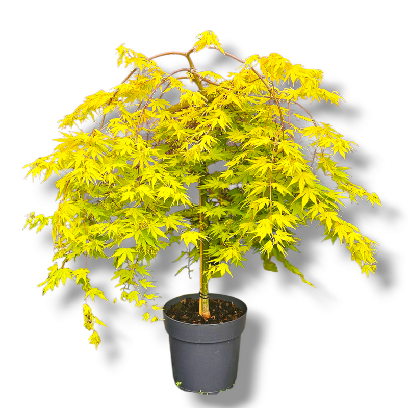 Acer palatum Cascade Gold, Japonski javor