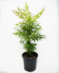 Nandina domestica, Nebeški bambus