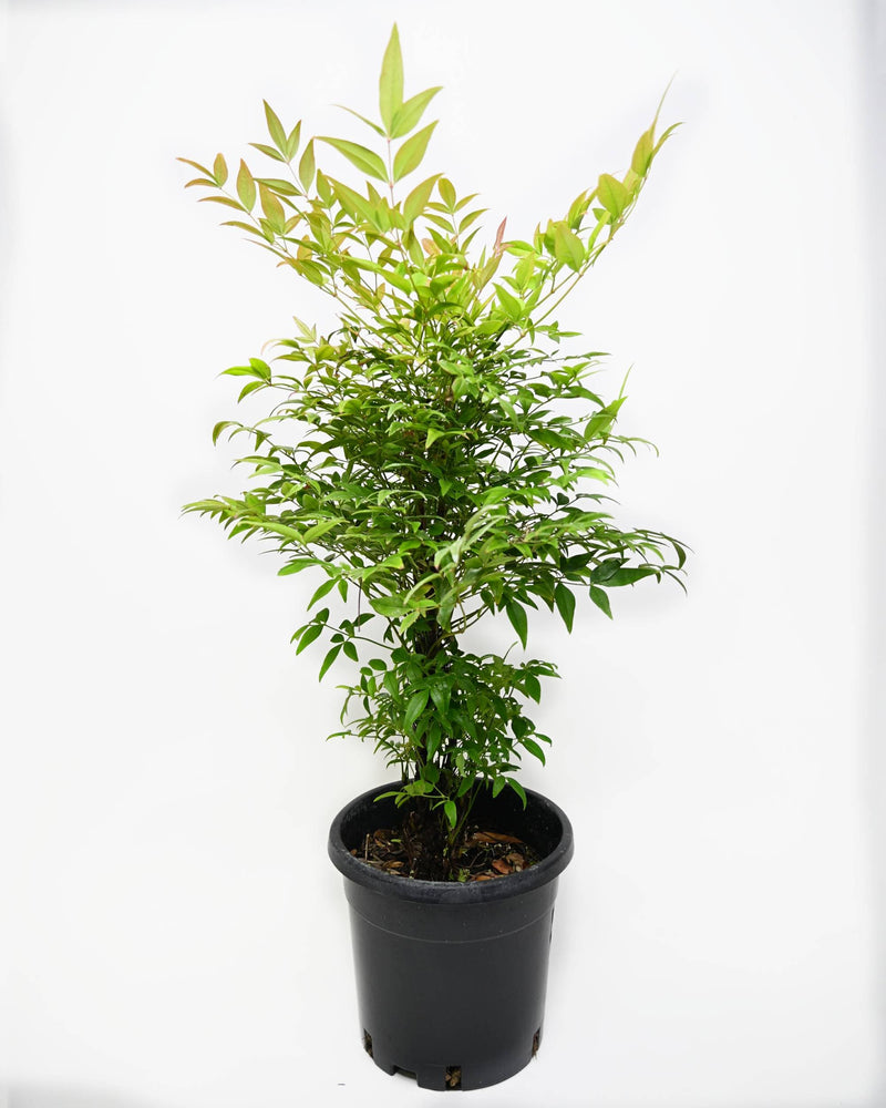 Nandina domestica, Nebeški bambus