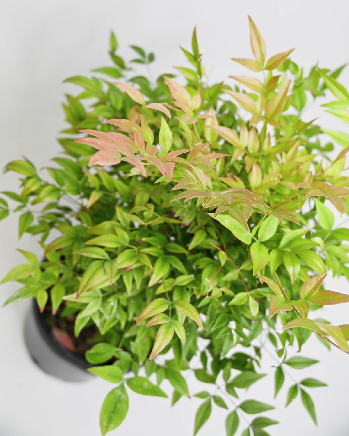 Nandina domestica, Nebeški bambus