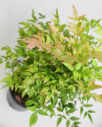 Nandina domestica, Nebeški bambus