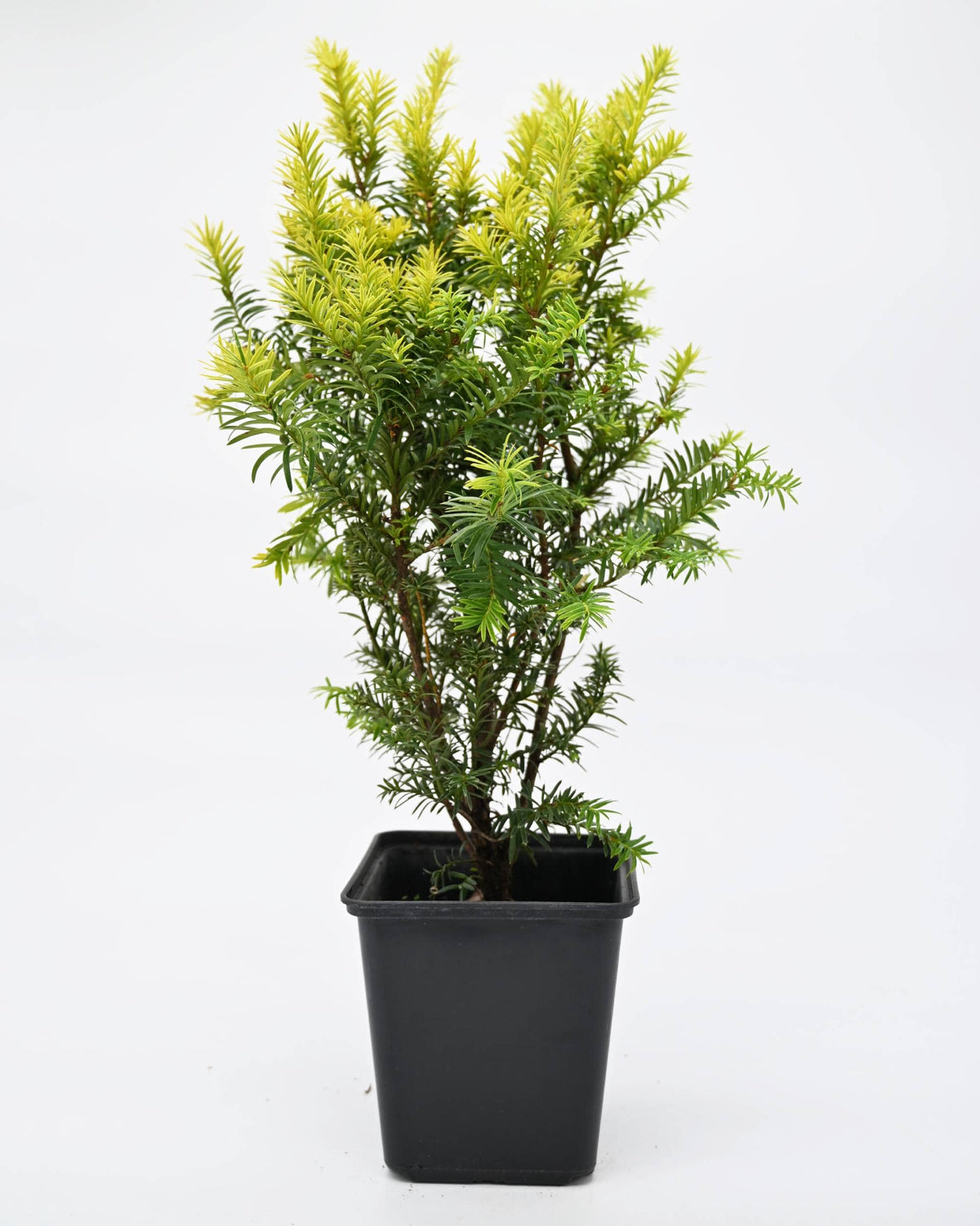 Taxus baccata Kleefeld