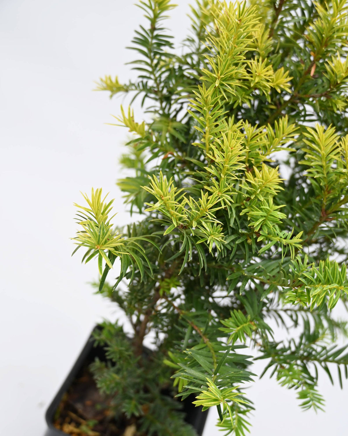 Taxus baccata Kleefeld