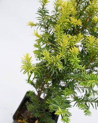 Taxus baccata Kleefeld