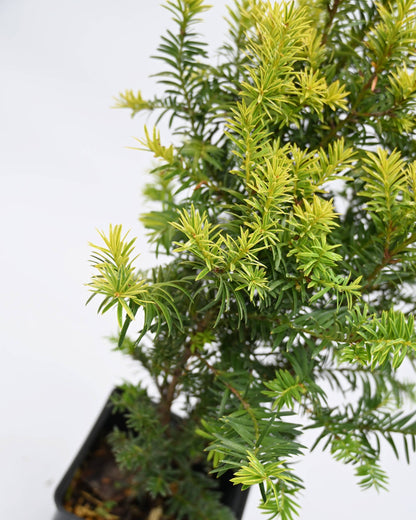 Taxus baccata Kleefeld