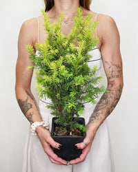 Taxus baccata Kleefeld