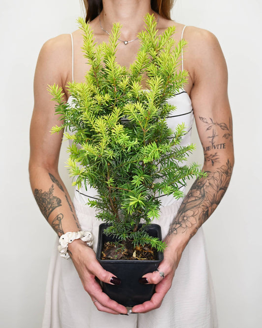 Taxus baccata Kleefeld