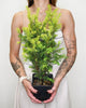 Taxus baccata Kleefeld