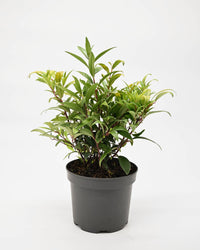 Sarcococca hookeriana "Purple Gem", dišeča sarkokoka