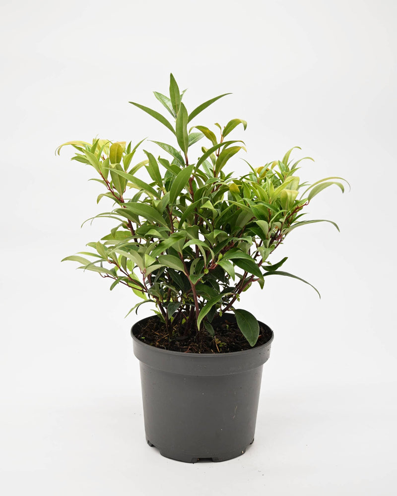 Sarcococca hookeriana "Purple Gem", dišeča sarkokoka