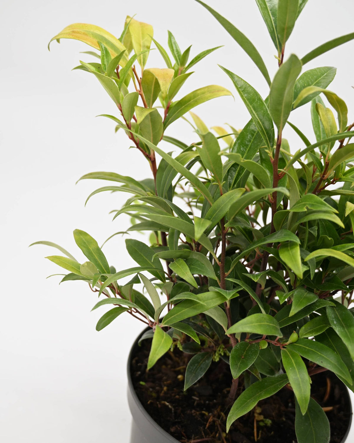 Sarcococca hookeriana "Purple Gem", dišeča sarkokoka
