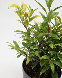 Sarcococca hookeriana "Purple Gem", dišeča sarkokoka