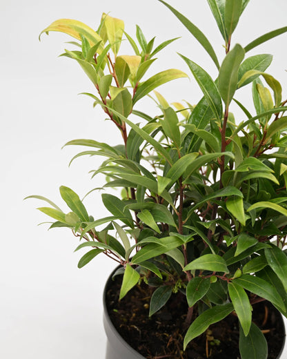 Sarcococca hookeriana "Purple Gem", dišeča sarkokoka