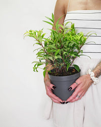 Sarcococca hookeriana "Purple Gem", dišeča sarkokoka